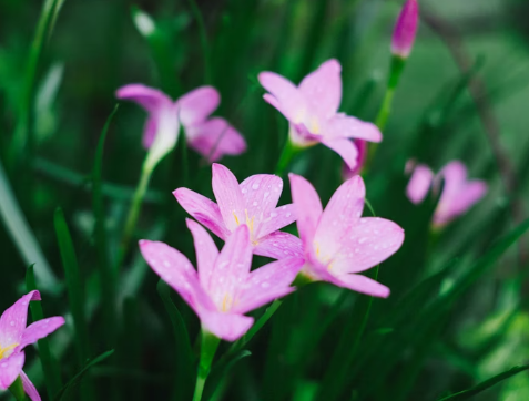 Įvadas į gėlių puokščių pasaulį